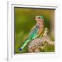 India. Indian Roller at Bandhavgarh Tiger Reserve.-Ralph H. Bendjebar-Framed Photographic Print