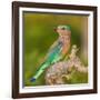 India. Indian Roller at Bandhavgarh Tiger Reserve.-Ralph H. Bendjebar-Framed Photographic Print