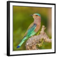 India. Indian Roller at Bandhavgarh Tiger Reserve.-Ralph H. Bendjebar-Framed Photographic Print