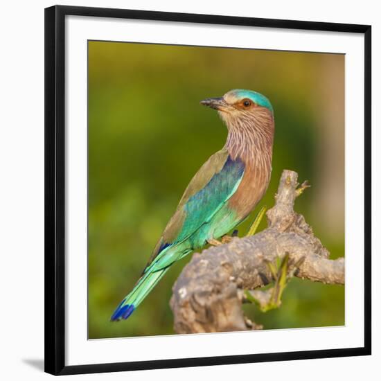 India. Indian Roller at Bandhavgarh Tiger Reserve.-Ralph H. Bendjebar-Framed Photographic Print