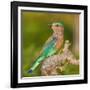 India. Indian Roller at Bandhavgarh Tiger Reserve.-Ralph H. Bendjebar-Framed Photographic Print