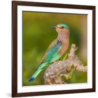 India. Indian Roller at Bandhavgarh Tiger Reserve.-Ralph H. Bendjebar-Framed Photographic Print