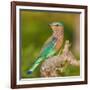 India. Indian Roller at Bandhavgarh Tiger Reserve.-Ralph H. Bendjebar-Framed Photographic Print