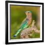 India. Indian Roller at Bandhavgarh Tiger Reserve.-Ralph H. Bendjebar-Framed Photographic Print