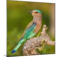 India. Indian Roller at Bandhavgarh Tiger Reserve.-Ralph H. Bendjebar-Mounted Photographic Print