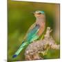 India. Indian Roller at Bandhavgarh Tiger Reserve.-Ralph H. Bendjebar-Mounted Photographic Print