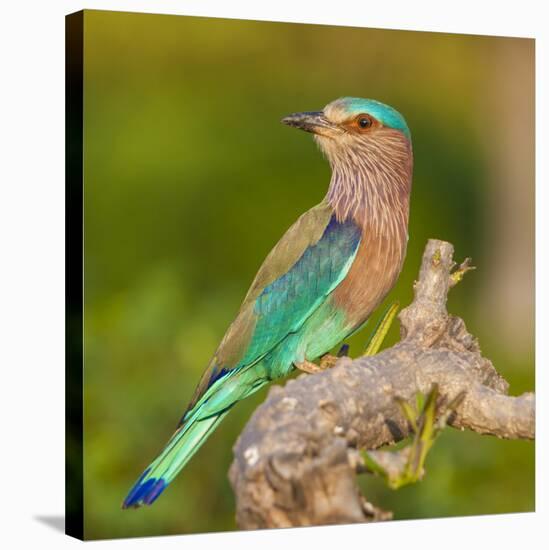 India. Indian Roller at Bandhavgarh Tiger Reserve.-Ralph H. Bendjebar-Stretched Canvas