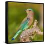 India. Indian Roller at Bandhavgarh Tiger Reserve.-Ralph H. Bendjebar-Framed Stretched Canvas