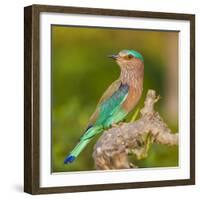 India. Indian Roller at Bandhavgarh Tiger Reserve.-Ralph H. Bendjebar-Framed Photographic Print