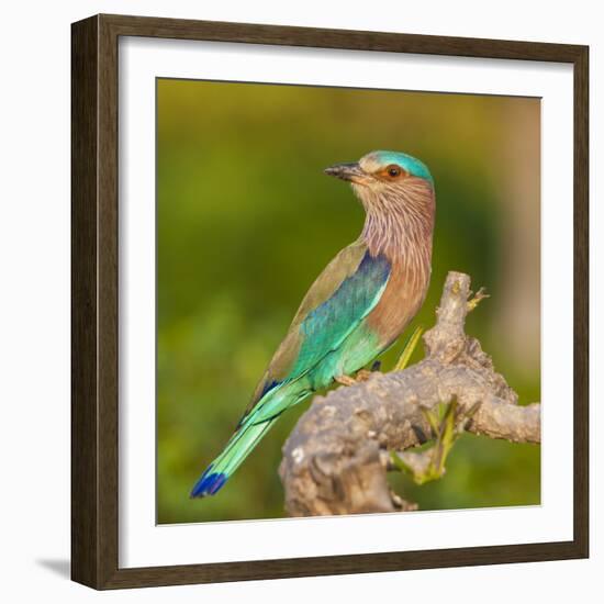 India. Indian Roller at Bandhavgarh Tiger Reserve.-Ralph H. Bendjebar-Framed Photographic Print