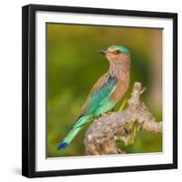 India. Indian Roller at Bandhavgarh Tiger Reserve.-Ralph H. Bendjebar-Framed Photographic Print