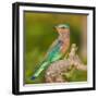 India. Indian Roller at Bandhavgarh Tiger Reserve.-Ralph H. Bendjebar-Framed Photographic Print