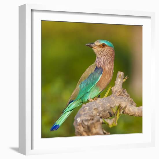 India. Indian Roller at Bandhavgarh Tiger Reserve.-Ralph H. Bendjebar-Framed Photographic Print