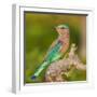 India. Indian Roller at Bandhavgarh Tiger Reserve.-Ralph H. Bendjebar-Framed Photographic Print