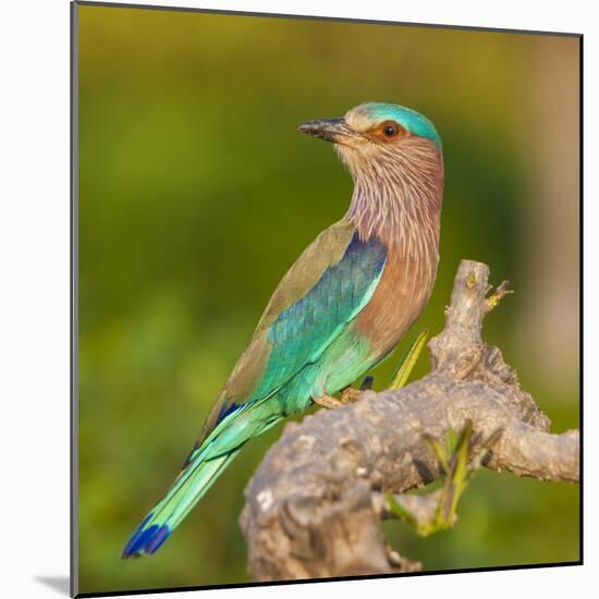 India. Indian Roller at Bandhavgarh Tiger Reserve.-Ralph H. Bendjebar-Mounted Photographic Print