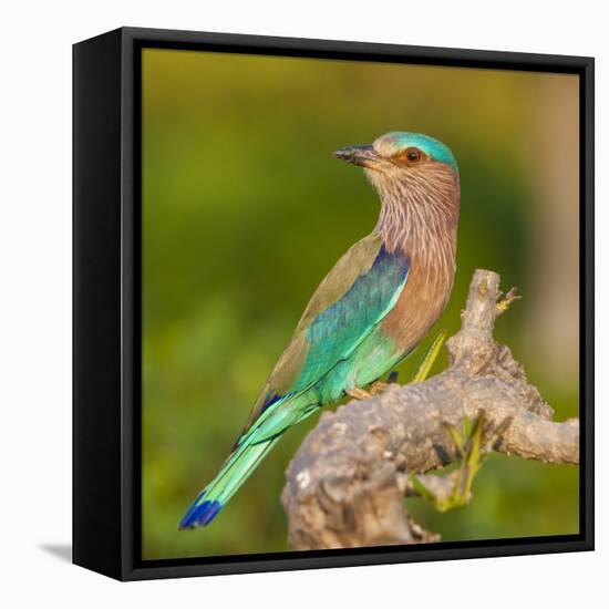 India. Indian Roller at Bandhavgarh Tiger Reserve.-Ralph H. Bendjebar-Framed Stretched Canvas