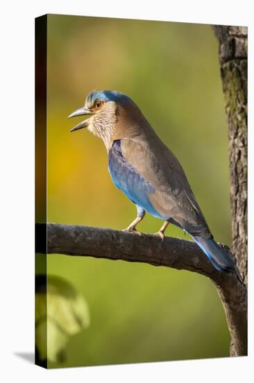 India. Indian Roller at Bandhavgarh Tiger Reserve.-Ralph H. Bendjebar-Stretched Canvas