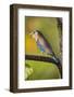 India. Indian Roller at Bandhavgarh Tiger Reserve.-Ralph H. Bendjebar-Framed Photographic Print