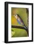 India. Indian Roller at Bandhavgarh Tiger Reserve.-Ralph H. Bendjebar-Framed Photographic Print