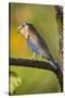 India. Indian Roller at Bandhavgarh Tiger Reserve.-Ralph H. Bendjebar-Stretched Canvas