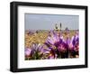 India Kashmir Daily Life-Mukhtar Khan-Framed Photographic Print