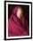 India, Ladakh, Likir, Senior Monk at Likir Monastery, Ladakh, India-Katie Garrod-Framed Photographic Print