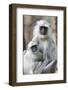 India, Madhya Pradesh, Bandhavgarh National Park. A female langur cuddles with her year-old baby.-Ellen Goff-Framed Photographic Print