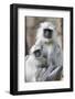 India, Madhya Pradesh, Bandhavgarh National Park. A female langur cuddles with her year-old baby.-Ellen Goff-Framed Photographic Print