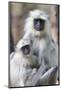 India, Madhya Pradesh, Bandhavgarh National Park. A female langur cuddles with her year-old baby.-Ellen Goff-Mounted Photographic Print