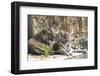 India, Madhya Pradesh, Bandhavgarh National Park. A male and female Bengal tiger-Ellen Goff-Framed Photographic Print