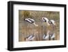 India, Madhya Pradesh, Bandhavgarh National Park. Three painted storks feed in the shallows-Ellen Goff-Framed Photographic Print