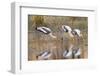 India, Madhya Pradesh, Bandhavgarh National Park. Three painted storks feed in the shallows-Ellen Goff-Framed Photographic Print