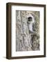 India, Madhya Pradesh, Kanha National Park. A langur rests in the trees.-Ellen Goff-Framed Photographic Print
