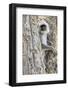 India, Madhya Pradesh, Kanha National Park. A langur rests in the trees.-Ellen Goff-Framed Photographic Print