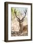 India, Madhya Pradesh, Kanha National Park. A portrait of a resting, large barasingha buck-Ellen Goff-Framed Photographic Print