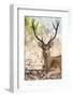 India, Madhya Pradesh, Kanha National Park. A portrait of a resting, large barasingha buck-Ellen Goff-Framed Photographic Print