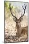 India, Madhya Pradesh, Kanha National Park. A portrait of a resting, large barasingha buck-Ellen Goff-Mounted Photographic Print