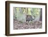 India, Madhya Pradesh, Kanha National Park. A young male Bengal tiger walks out of the forest.-Ellen Goff-Framed Photographic Print