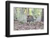 India, Madhya Pradesh, Kanha National Park. A young male Bengal tiger walks out of the forest.-Ellen Goff-Framed Photographic Print