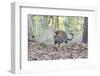 India, Madhya Pradesh, Kanha National Park. A young male Bengal tiger walks out of the forest.-Ellen Goff-Framed Photographic Print