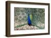 India, Madhya Pradesh, Kanha National Park. An male Indian peafowl displays his brilliant feathers.-Ellen Goff-Framed Photographic Print