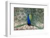 India, Madhya Pradesh, Kanha National Park. An male Indian peafowl displays his brilliant feathers.-Ellen Goff-Framed Photographic Print