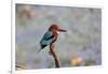 India, Madhya Pradesh, Kanha National Park. Portrait of a white-throated kingfisher-Ellen Goff-Framed Photographic Print