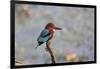 India, Madhya Pradesh, Kanha National Park. Portrait of a white-throated kingfisher-Ellen Goff-Framed Photographic Print