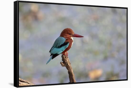 India, Madhya Pradesh, Kanha National Park. Portrait of a white-throated kingfisher-Ellen Goff-Framed Stretched Canvas