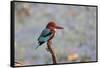 India, Madhya Pradesh, Kanha National Park. Portrait of a white-throated kingfisher-Ellen Goff-Framed Stretched Canvas