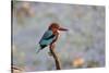 India, Madhya Pradesh, Kanha National Park. Portrait of a white-throated kingfisher-Ellen Goff-Stretched Canvas