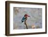 India, Madhya Pradesh, Kanha National Park. Portrait of a white-throated kingfisher-Ellen Goff-Framed Photographic Print