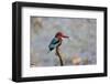India, Madhya Pradesh, Kanha National Park. Portrait of a white-throated kingfisher-Ellen Goff-Framed Photographic Print