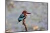 India, Madhya Pradesh, Kanha National Park. Portrait of a white-throated kingfisher-Ellen Goff-Mounted Photographic Print